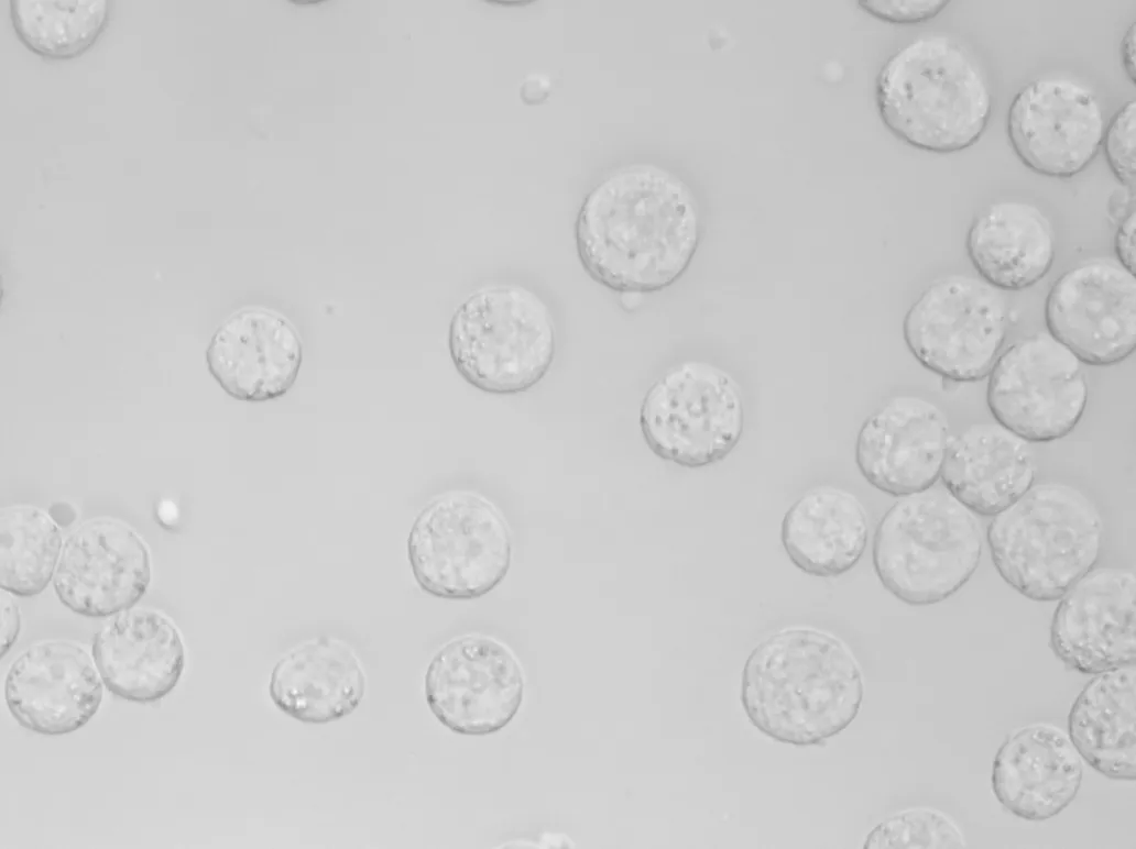HEK cells imaged by Remoscope