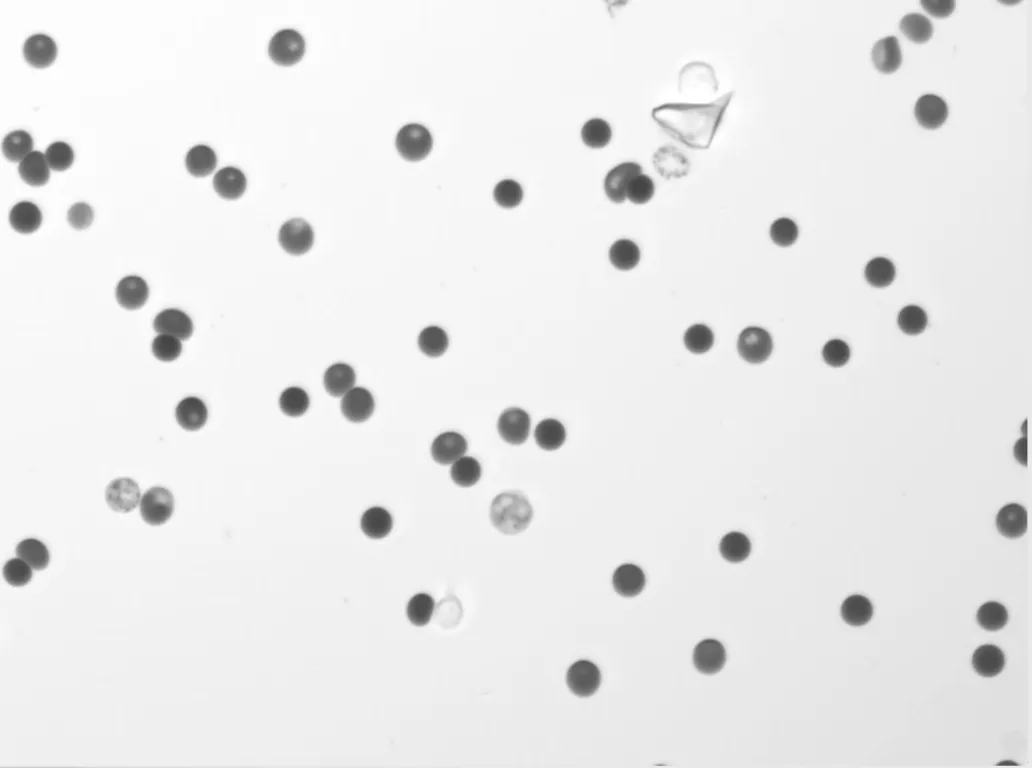 Small animal hematology imaged by Remoscope